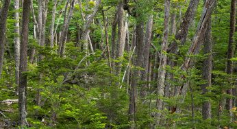 Semana 38 (Quinuituq): Hasta la ciudad del fin del mundo