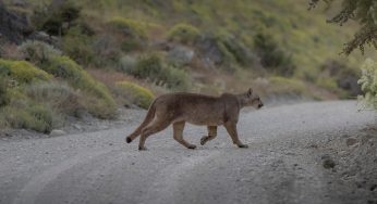 Dónde ver pumas en el Parque Nacional Torres del Paine