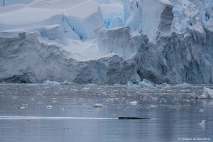 Lee más sobre el artículo Semana 43 (Quinuituq): Portal Point (64°30′S 61°46′W)