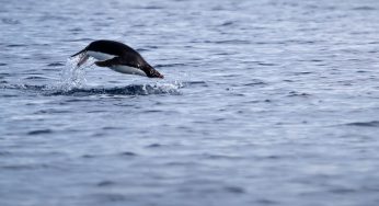 Semana 44 (Quinuituq): El Mar de Wedell