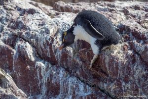 Lee más sobre el artículo Semana 48 (Quinuituq): Puerto Deseado y los pingüinos penacho amarillo