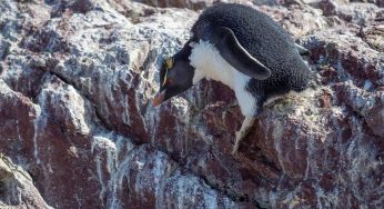 Semana 48 (Quinuituq): Puerto Deseado y los pingüinos penacho amarillo