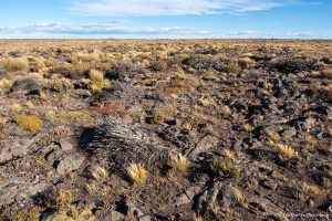 Lee más sobre el artículo Semana 47 (Quinuituq): Rewilding Argentina, el regreso de lo salvaje