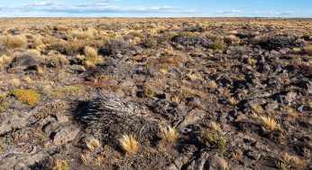 Semana 47 (Quinuituq): Rewilding Argentina, el regreso de lo salvaje