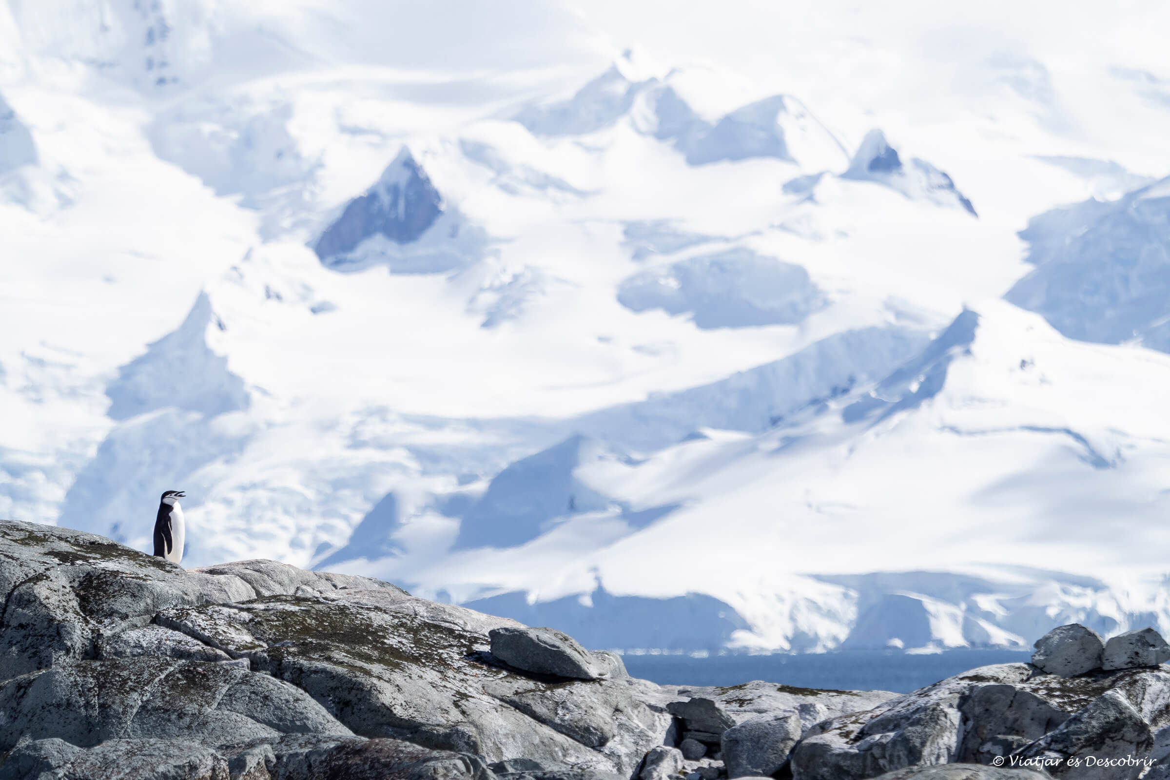 paisaje nevado y un pingüino en una escena que se puede encontrar al viajar a la Antártida