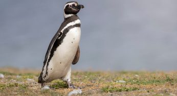 Pingüinos en Punta Arenas: dónde y cuándo verlos