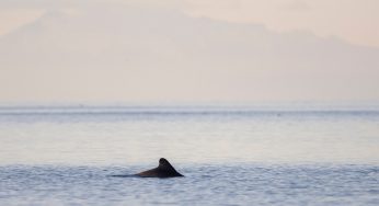 Semana 54 (Quinuituq): Momentos mágicos en la Isla Lemuy