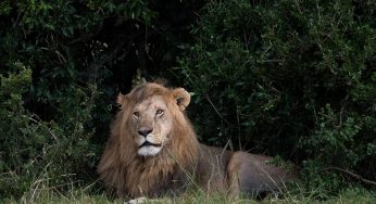 Agencias locales en Kenia: las mejores para reservar un safari