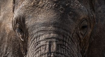 Safari en Tanzania con agencia local ¿Cómo organizarlo?