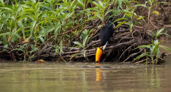 Semana 59 (Quinuituq): Navegando por el Pantanal de Brasil