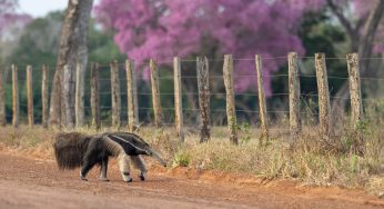 Semana 60 (Quinuituq): Los osos hormigueros gigantes del Pantanal Sur