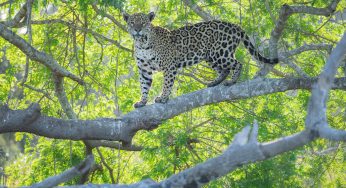 Viaje al Pantanal de Brasil por libre en 30 días