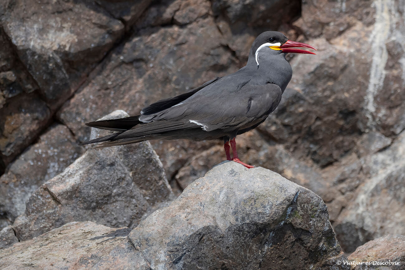 en las islas ballestas se puede ver una gran diversidad y cantidad de pájaros