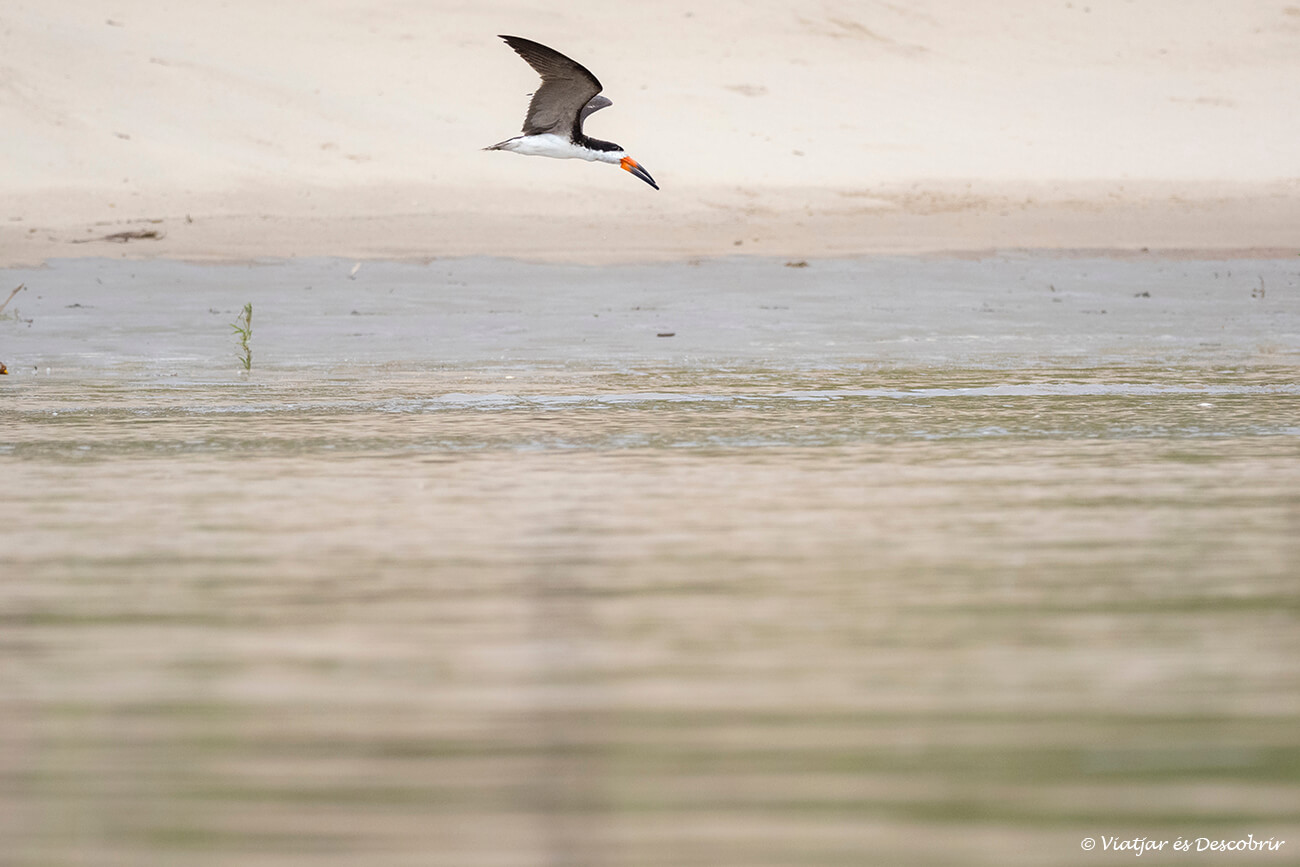 viajar a Perú por libre y navegar por alguno de los ríos que atraviesan la selva del Amazonas es una oportunidad única de descubrir una gran variedad de pájaros, mamíferos, repitos y anfibios