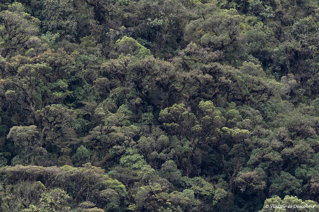 vegetación del bosque lluvioso en lo alto del parque nacional Manú