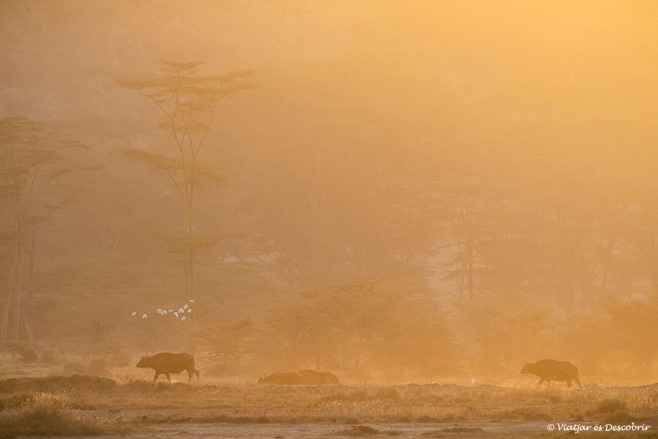 salida de sol anaranjada en el parque nacional lago nakuru con un grupo de búfalos