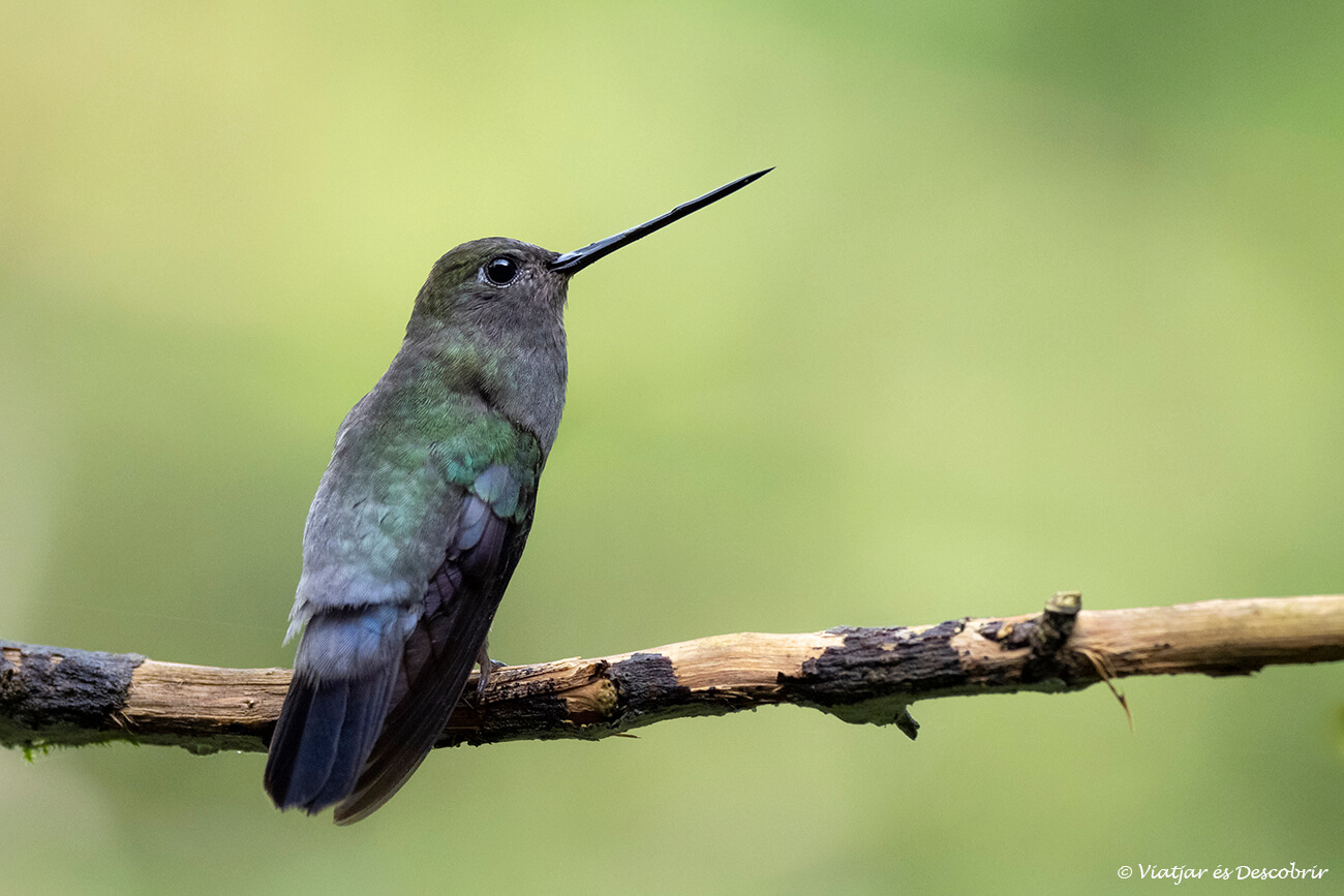 primer plano de un colibrí en el parque nacional manu