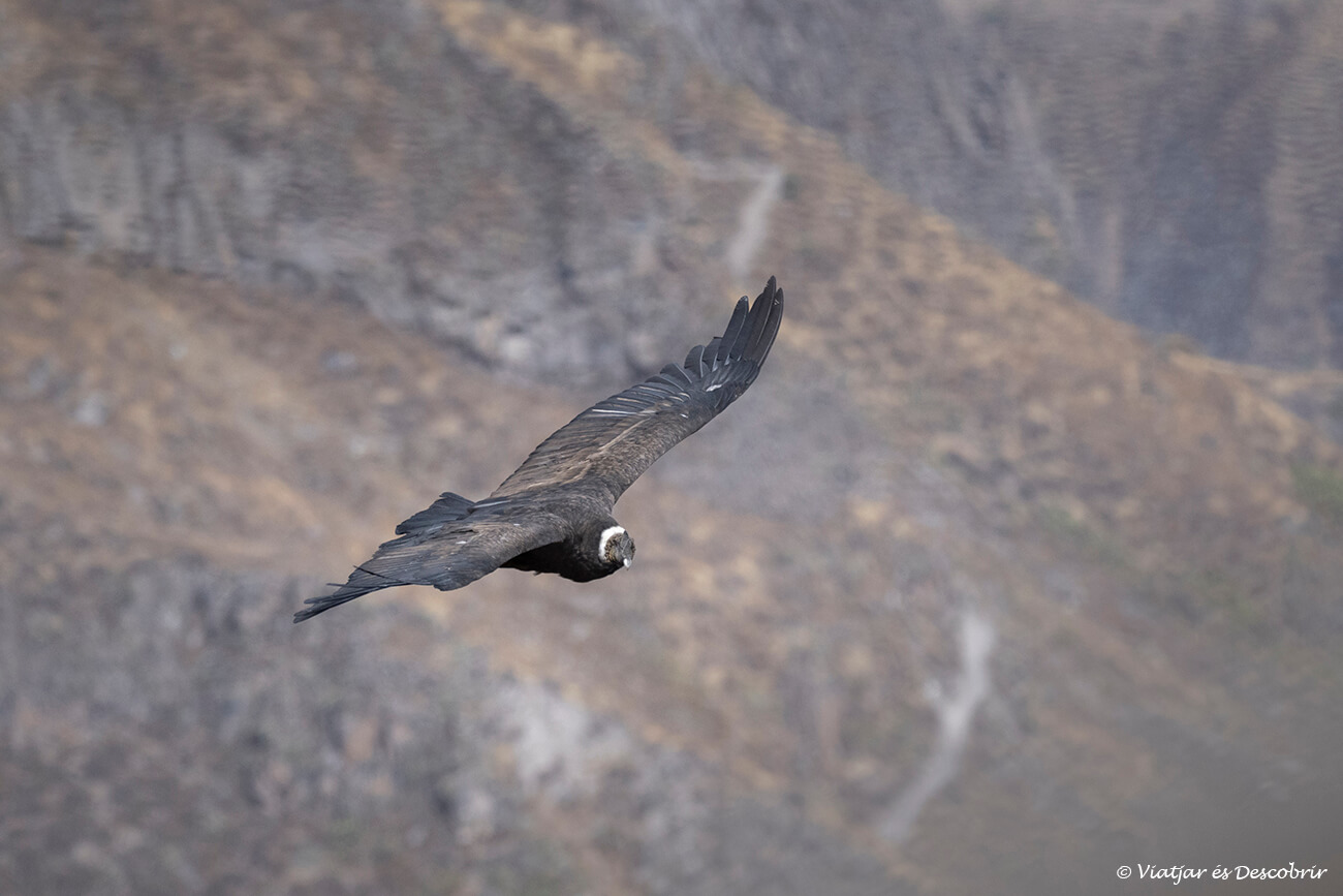 un cóndor macho volando por encima del cañón del Colca
