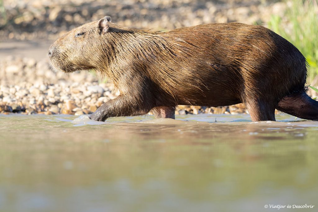 capibara fotografiada en el río Manu en el Parque Nacional Manu en la selva del Perú