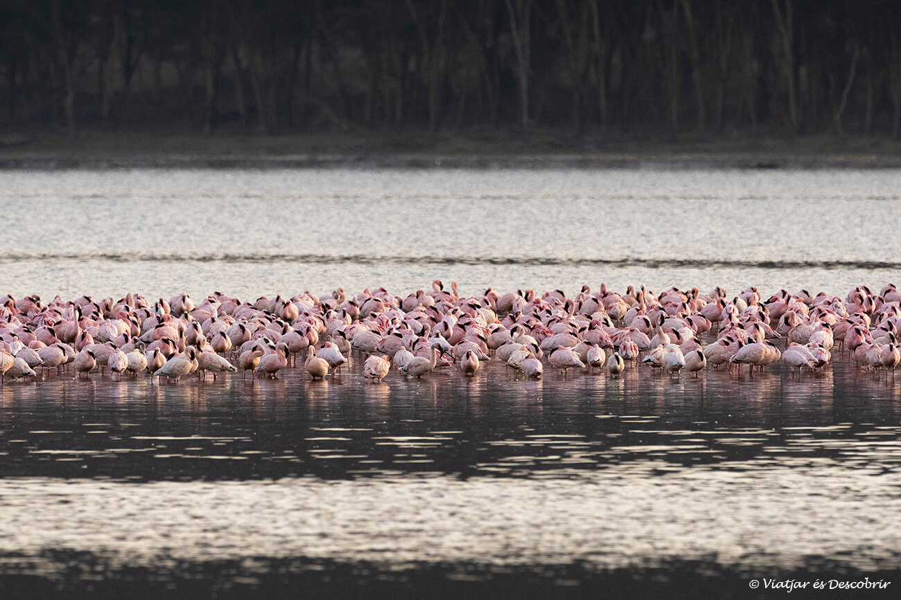un grupo de flamencos en el lago nakuru