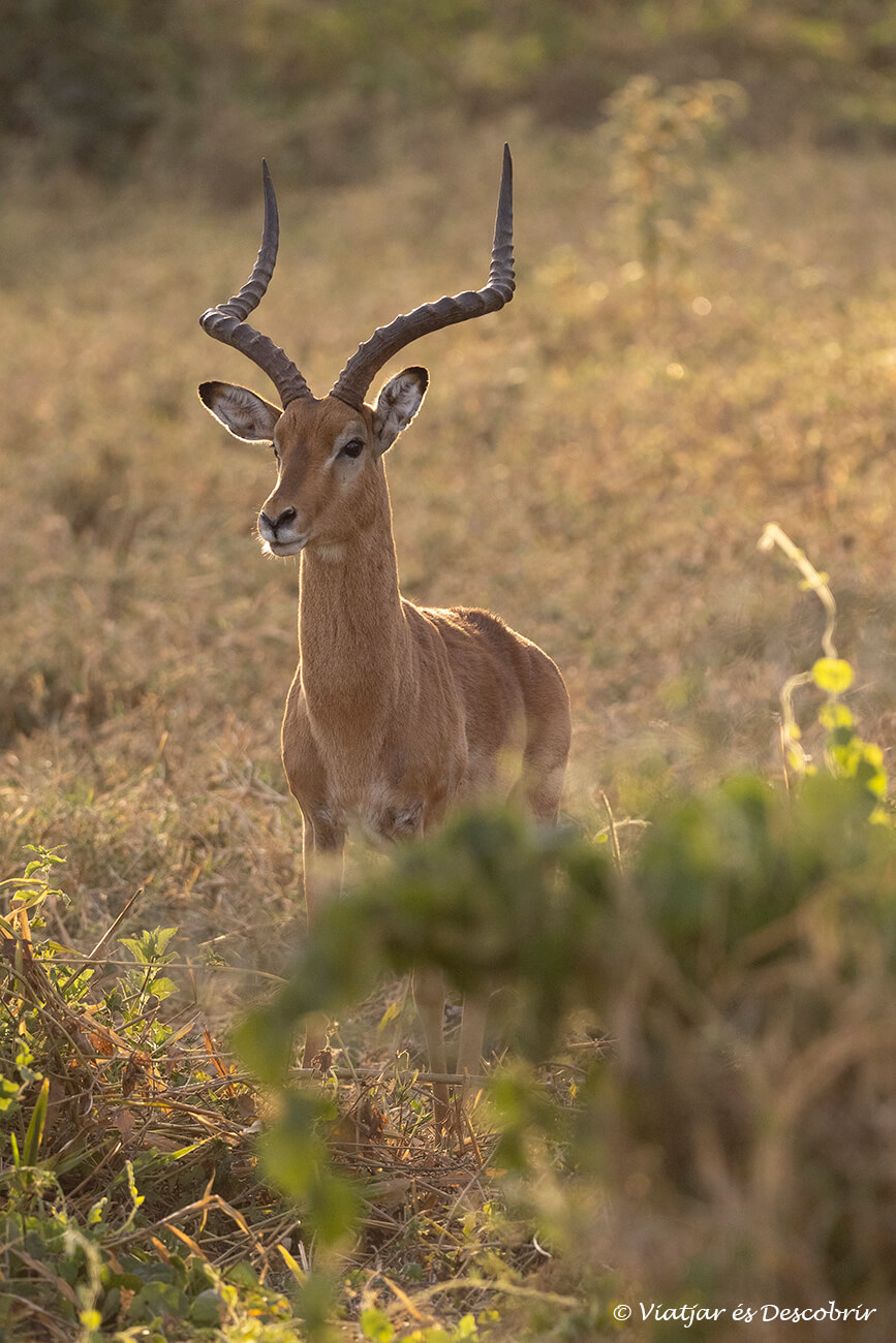 impala fotografiado durante la salida de sol