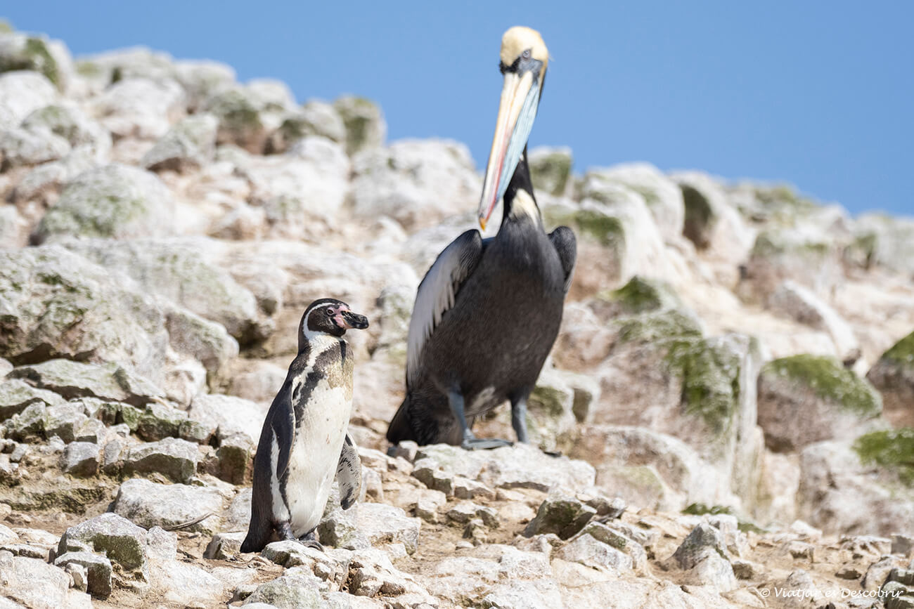 un pingüino de Humbolt y un pelícano en las Islas Ballestas, una de las reservas marinas más emblemáticas del Perú