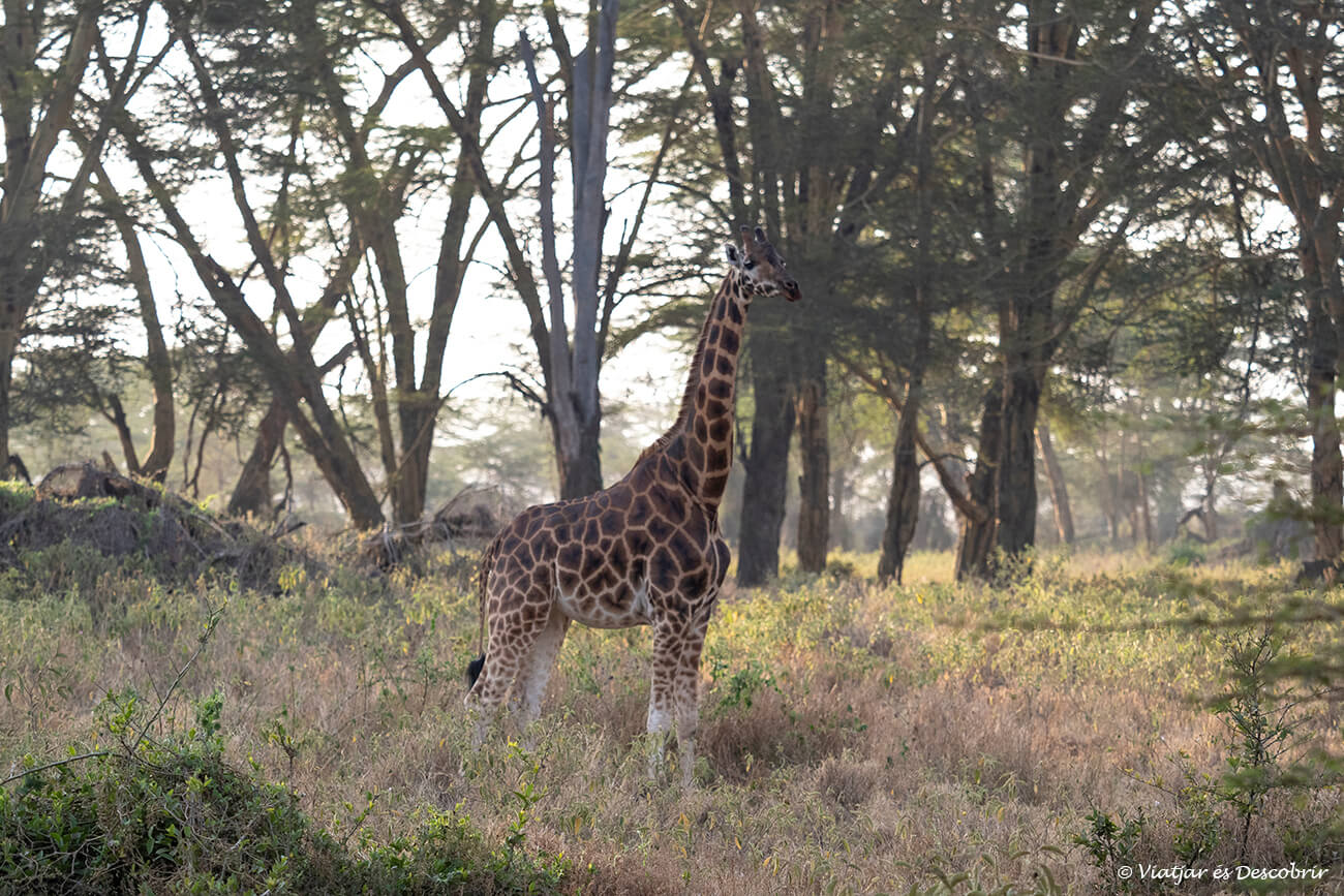 una jirafas de Rothschild durante un safari en el lago nakuru fotografiada a la salida de sol