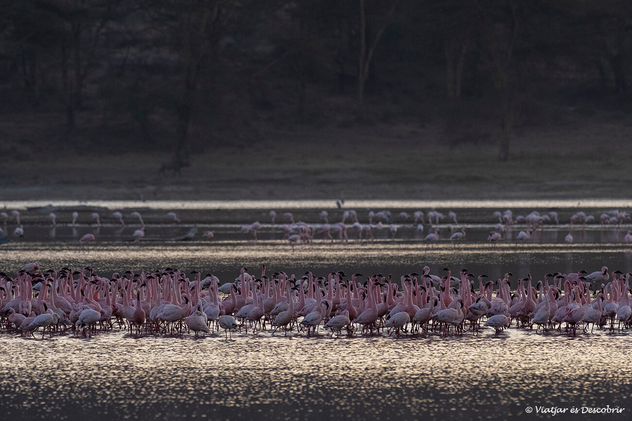 salida de sol en el interior del lago nakuru cerca de un grupo de flamencos