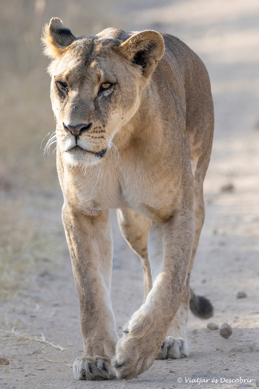 safari en el lago nakuru: una leona caminando en dirección a la furgoneta