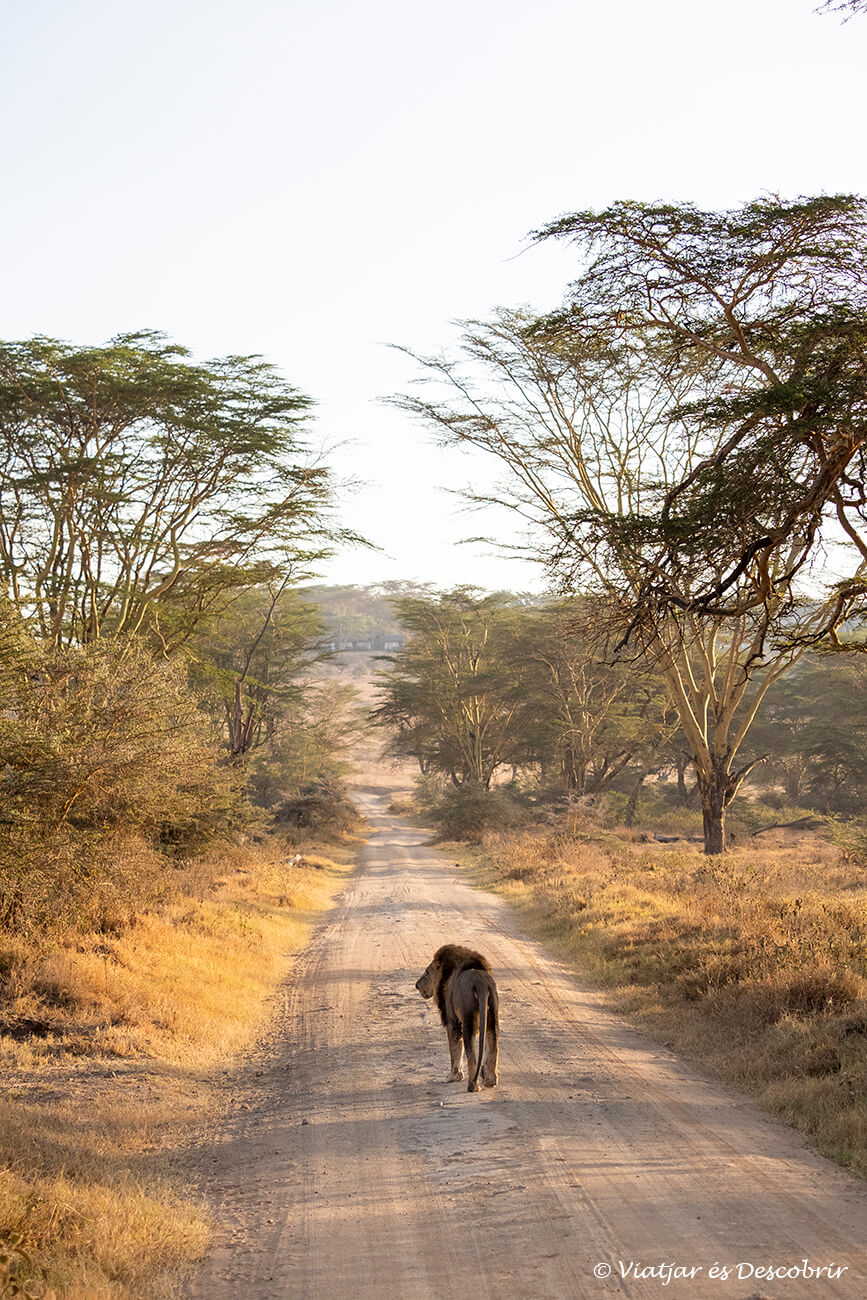 un león caminando por una pista de tierra donde se puede realizar un safari en el lago nakuru