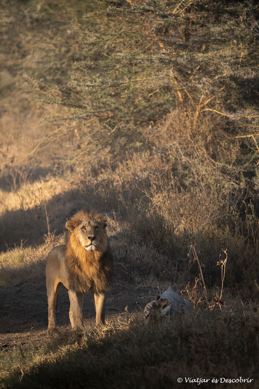 un león adulto fotografiado durante un safari en el lago nakuru