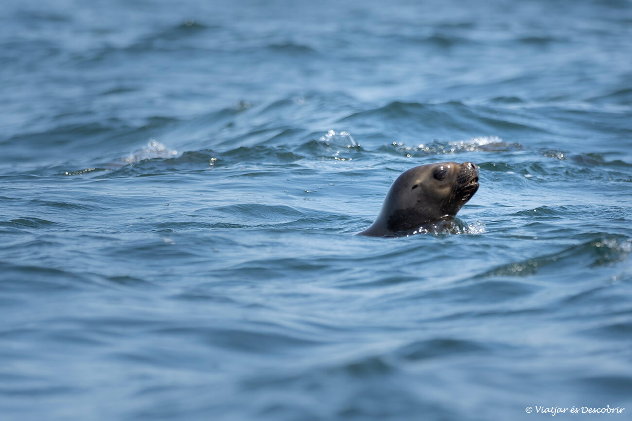 león marino nadando y pescando en la costa peruana