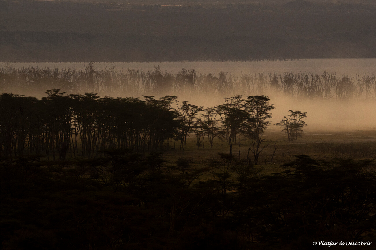 niebla entre los árboles que rodean el lago Nakuru