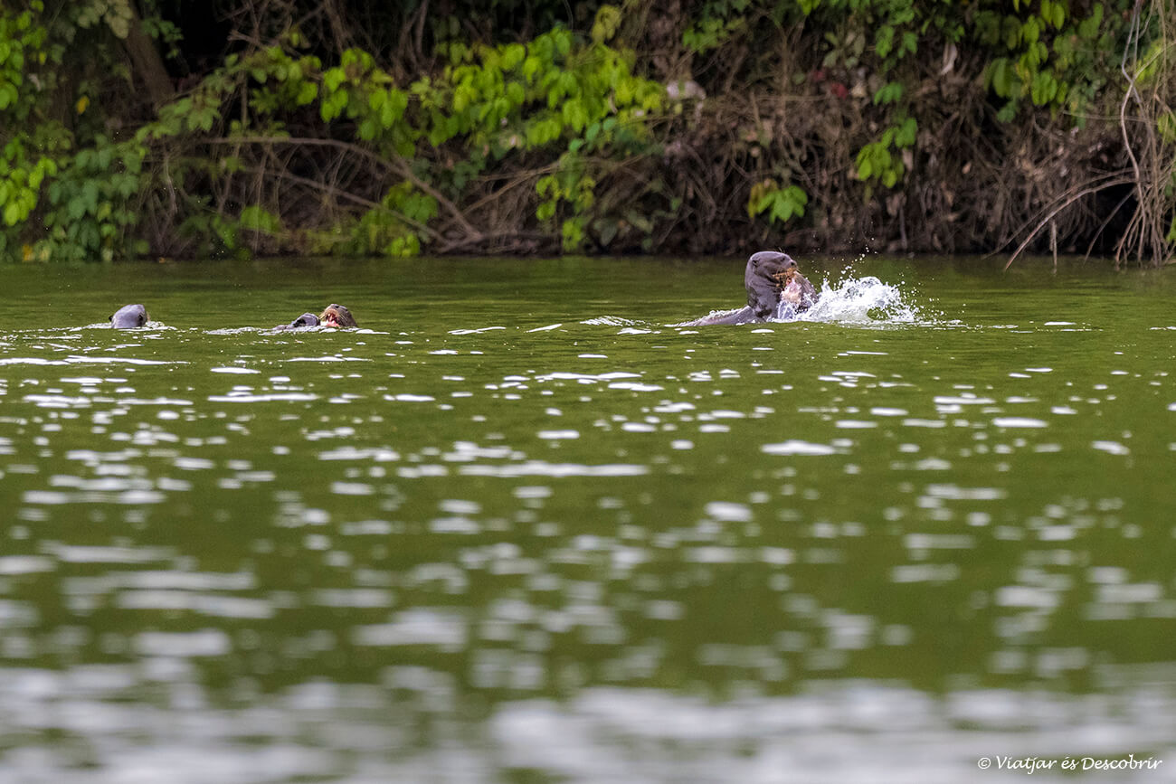 una familia de nutrias gigantes en el lago sandoval en el interior del parque nacional manu dentro del área protegida del parque