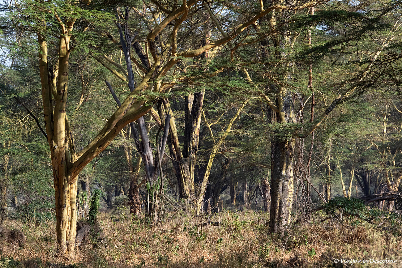 un bosque de acacias por donde se puede pasar durante un safari por el lago nakuru