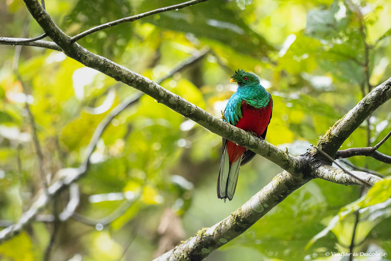 observar y fotografiar un quetzal crestado es una experiencia formidable durante un tour hasta la selva, una actividad al viajar a Perú por libre completamente imprescindible para los amantes de la biodiversidad y la naturaleza