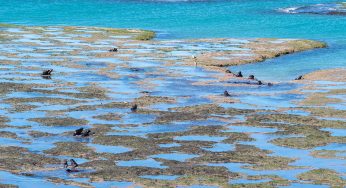 Qué visitar en Península Valdés (Argentina)