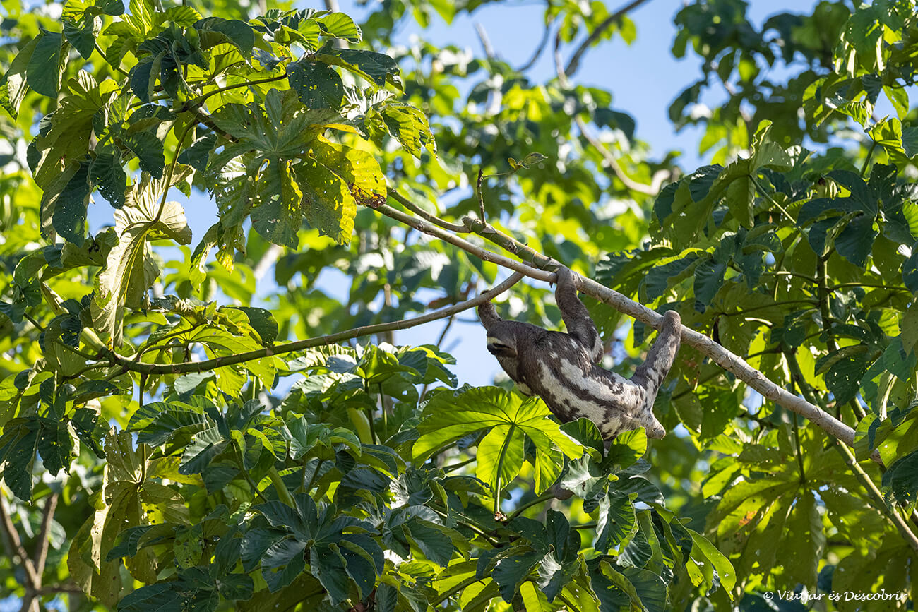 un perezoso comiendo entre lo alto de los árboles del amazonas peruano