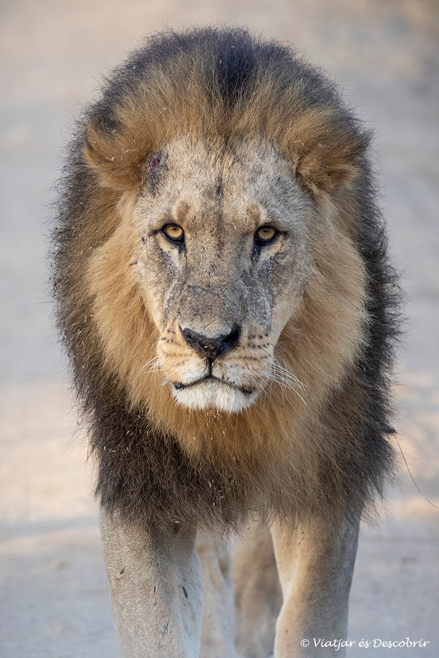 primer plano de un león en el lago nakuru
