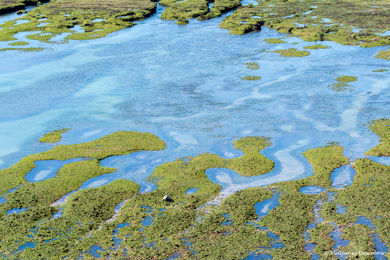 qué visitar en la Península Valdés: Punta Norte es un imprescindible ya sea para ver orcas con suerte o si no los leones marinos y elefantes marinos a nado durante la marea baja