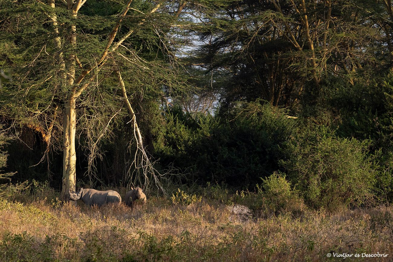 safari en el lago nakuru: una pareja de rinocerontes negros a la salida de un bosque de acacias