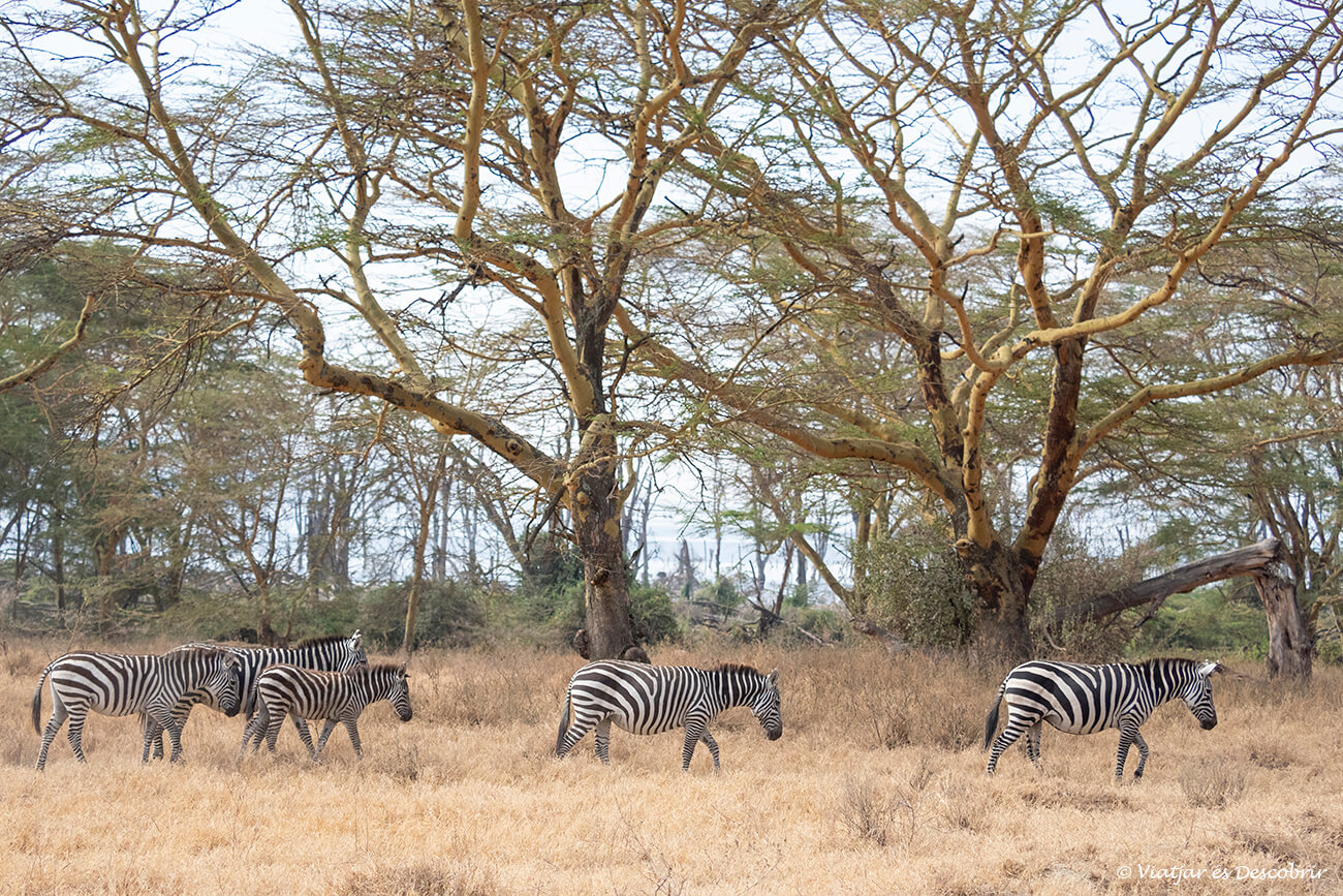 un grupo de cebras caminando por el lago nakuru durante un safari