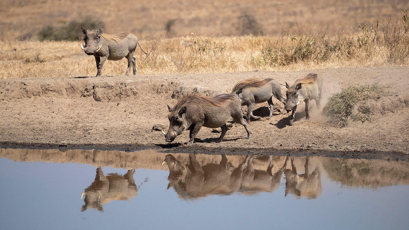 una familia de facóqueros bebiendo agua en una bolsa cerca del nakuru lodge