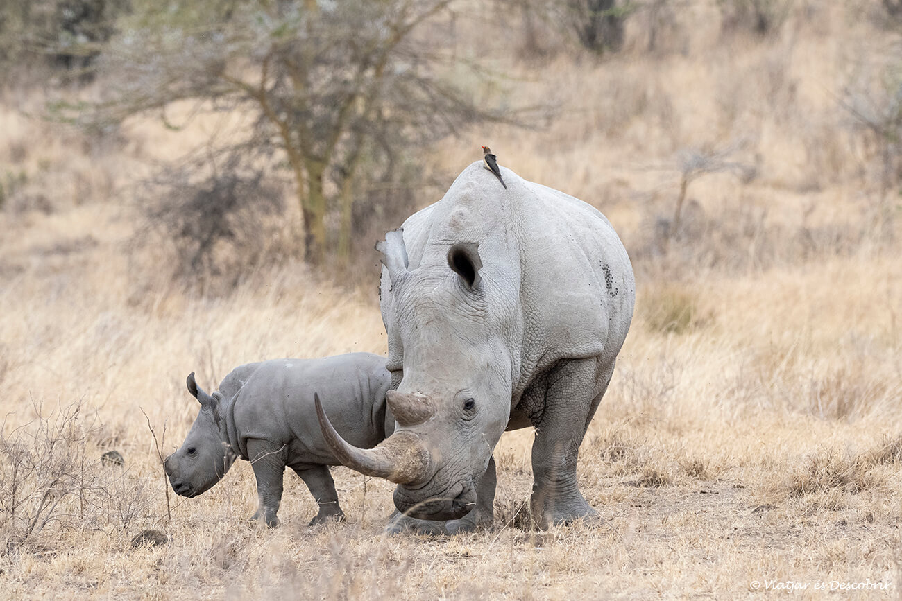 dos rinocerontes en el parque nacional del lago nakuru durante un safari con guía por kenia