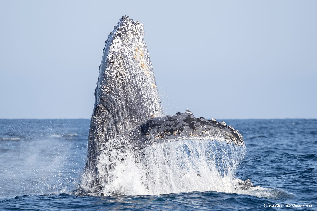 la observación responsable de cetáceos en el norte de Perú es una experiencia muy recomendable para los amantes del mar y la naturaleza