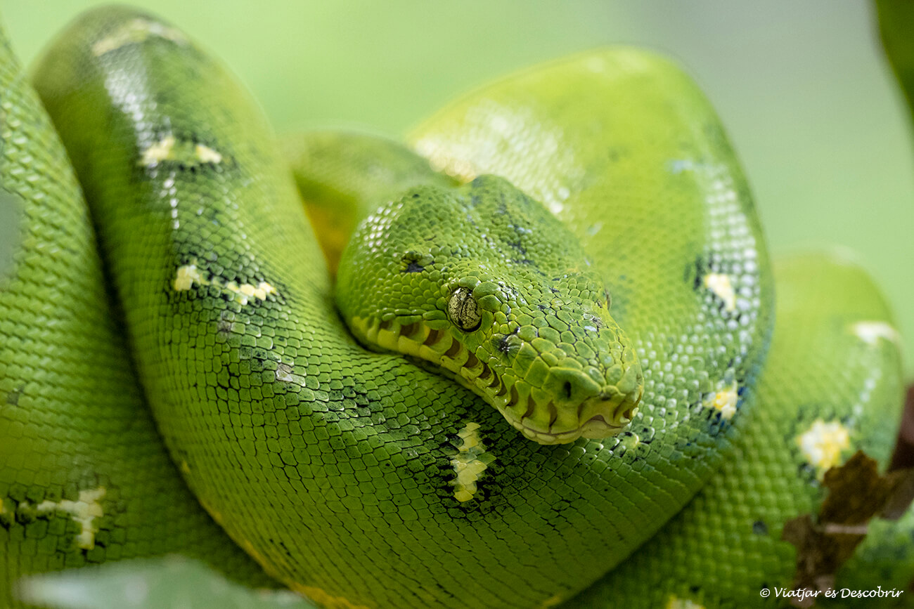 boa esmeralda fotografiada en la selva de Perú
