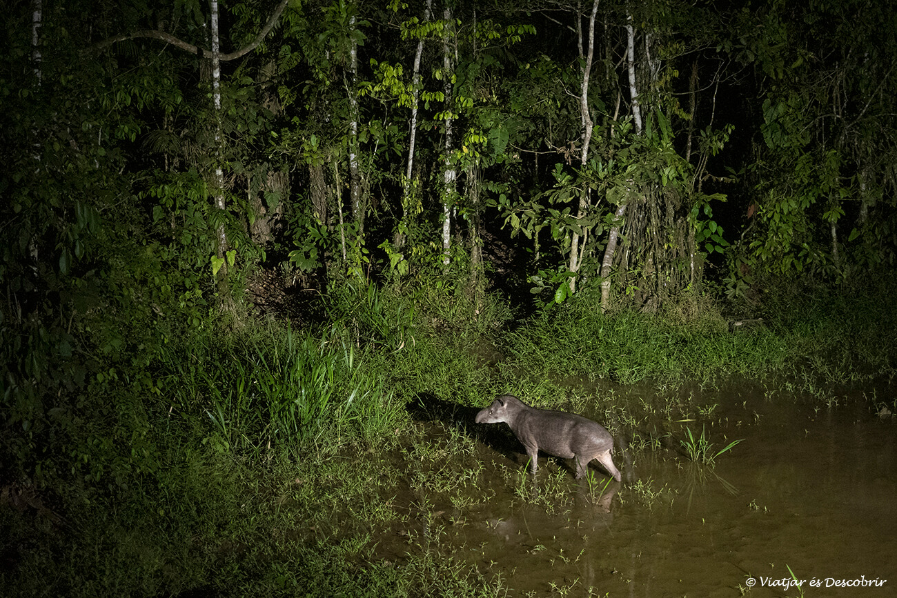 un tapir fotografiado durante la noche en el interior del parque nacional Manú durante un tour de seis días en la selva para terminar la experiencia de viajar a Perú por libre