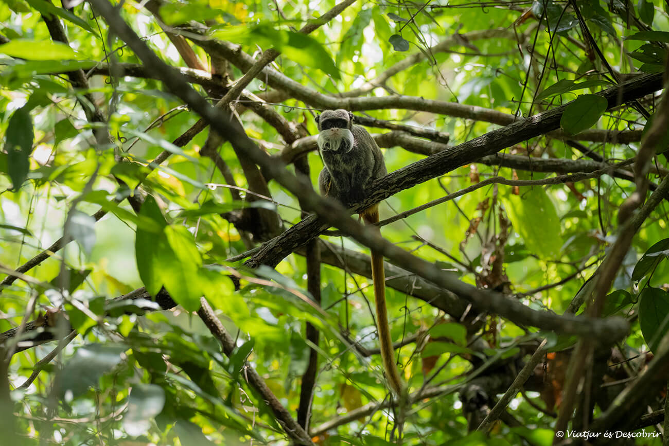 un titi emperador cerca de la casa machiguenca en el parque nacional manu, uno de los instantes más memorables de mi viaje a Perú por libre