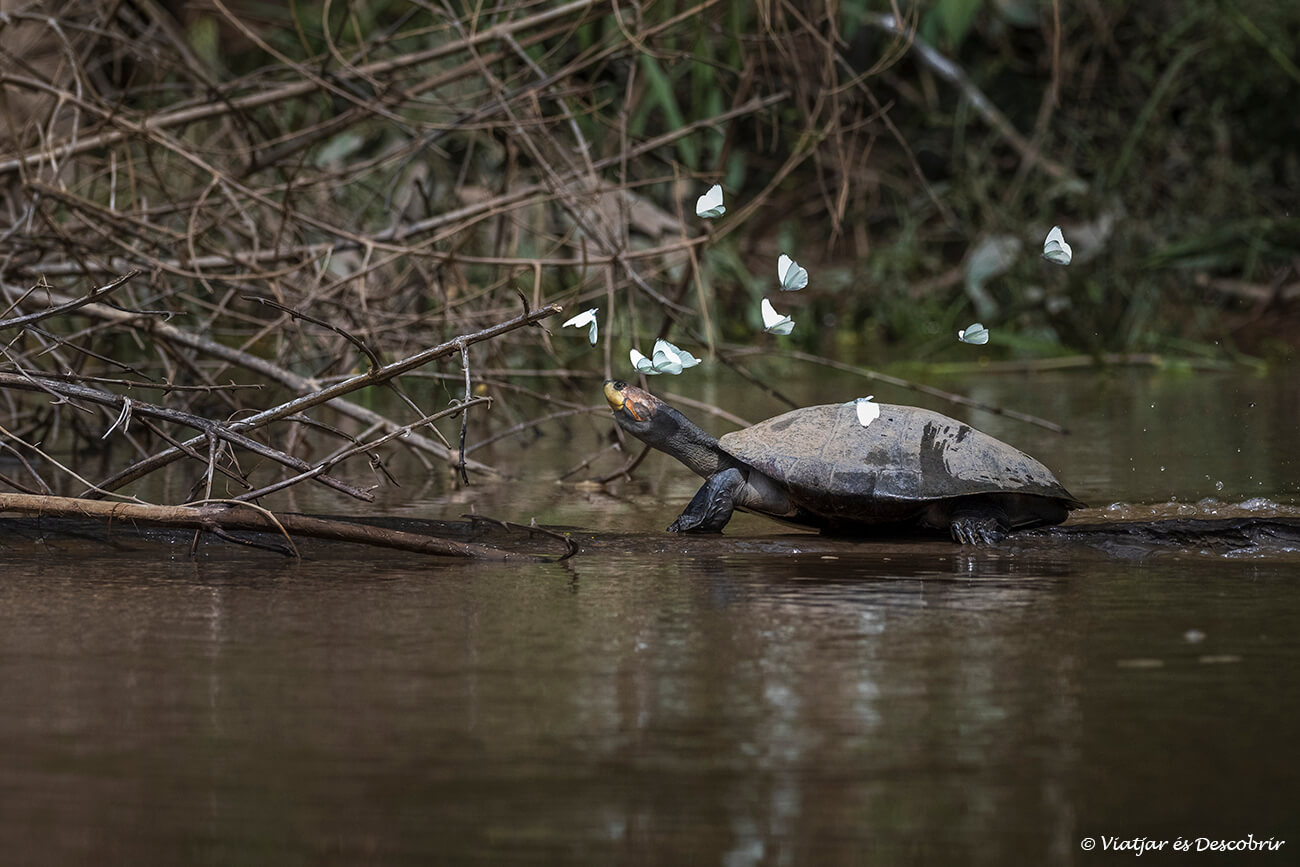 un grupo de mariposas volando cerca de una tortuga de río