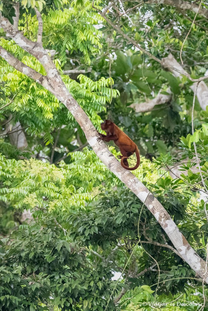 mono en la selva durante la experiencia de viajar a Perú por libre